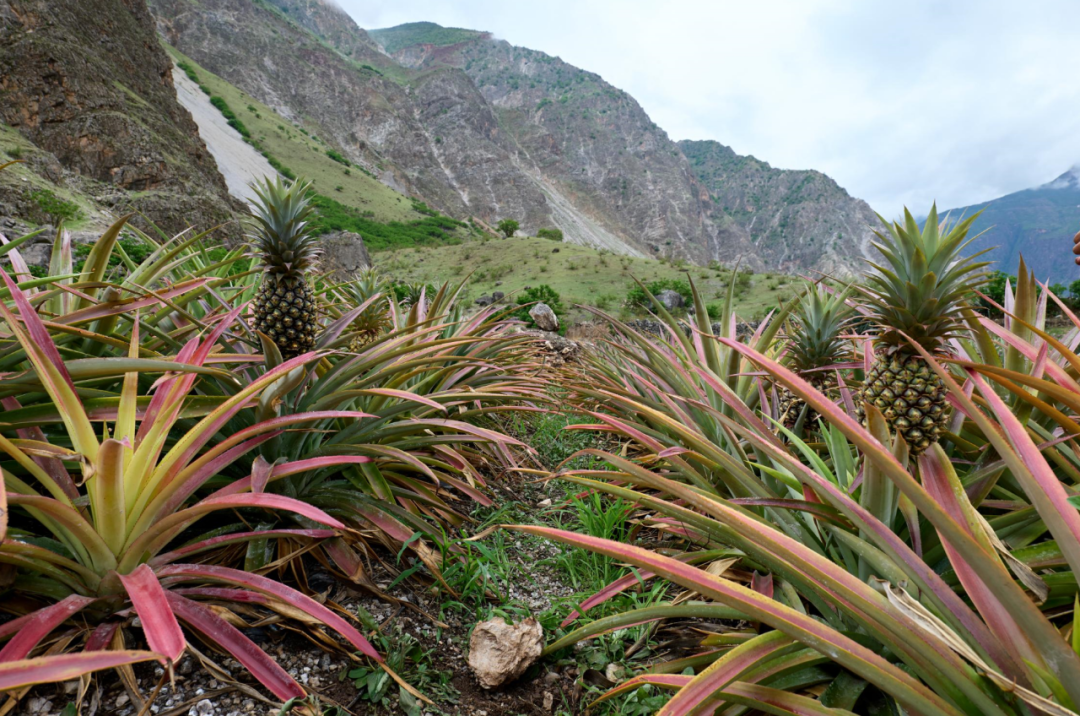 乌东德镇大梨树村的凤梨产业（试验）基地插图5