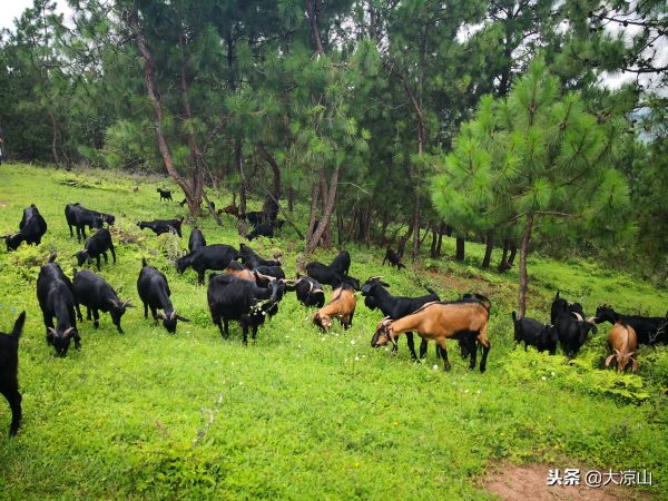 探访堵格牲畜交易市场凉山会东黑山羊备受青睐插图5