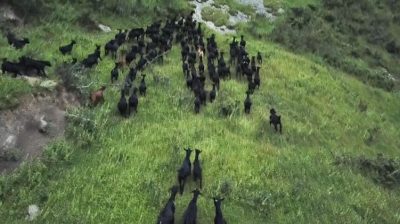 会东“三黑”今晚九点登录央视七套《食尚大转盘》，敬请收看插图3