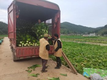 会东县堵格镇因地制宜探索产业发展新模式插图2