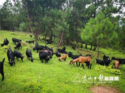 会东县第三届“双黑”美食文化节即将开幕插图3