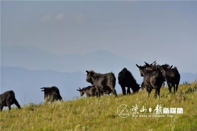 会东县第三届“双黑”美食文化节即将开幕插图4