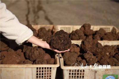 会东县第三届“双黑”美食文化节即将开幕插图6