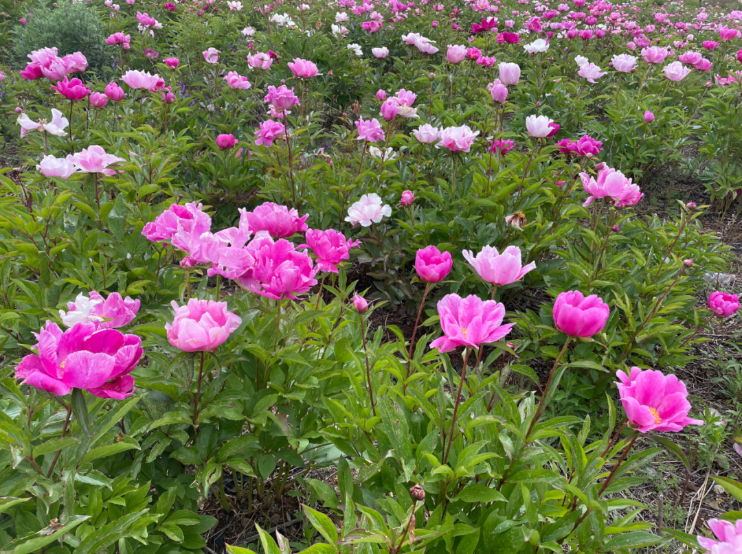 川滇明珠网|夏天，野租芍药花的高光时刻！插图2