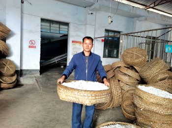 会东县桑农迎来蚕桑生产“开门红”，喜获第一桶“茧金”。-会东网