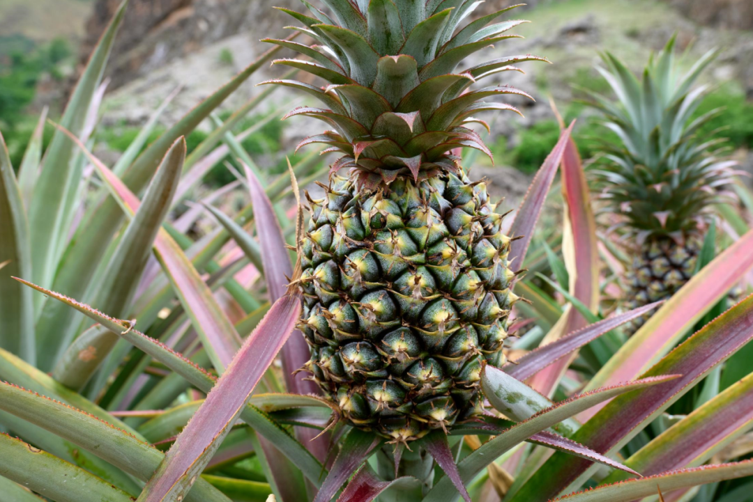 乌东德镇大梨树村的凤梨产业（试验）基地插图4