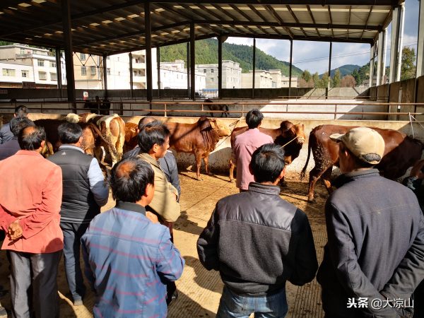 探访堵格牲畜交易市场凉山会东黑山羊备受青睐-会东网