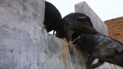 会东“三黑”今晚九点登录央视七套《食尚大转盘》，敬请收看插图7