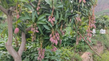 会东县铁柳镇六月芒果飘香-会东网