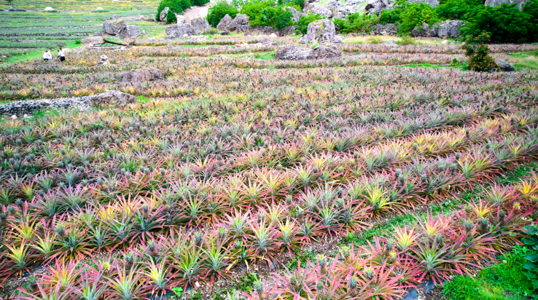 乌东德镇大梨树村的凤梨产业（试验）基地插图1