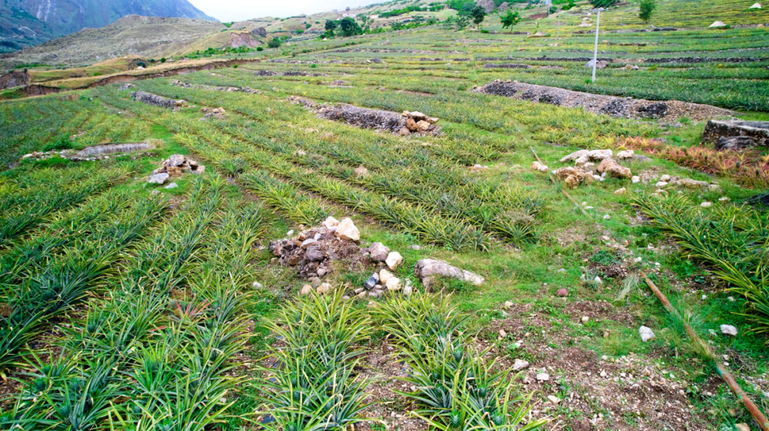 乌东德镇大梨树村的凤梨产业（试验）基地插图2