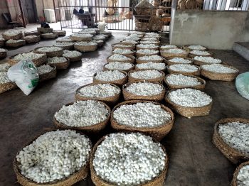 会东县桑农迎来蚕桑生产“开门红”，喜获第一桶“茧金”。插图1