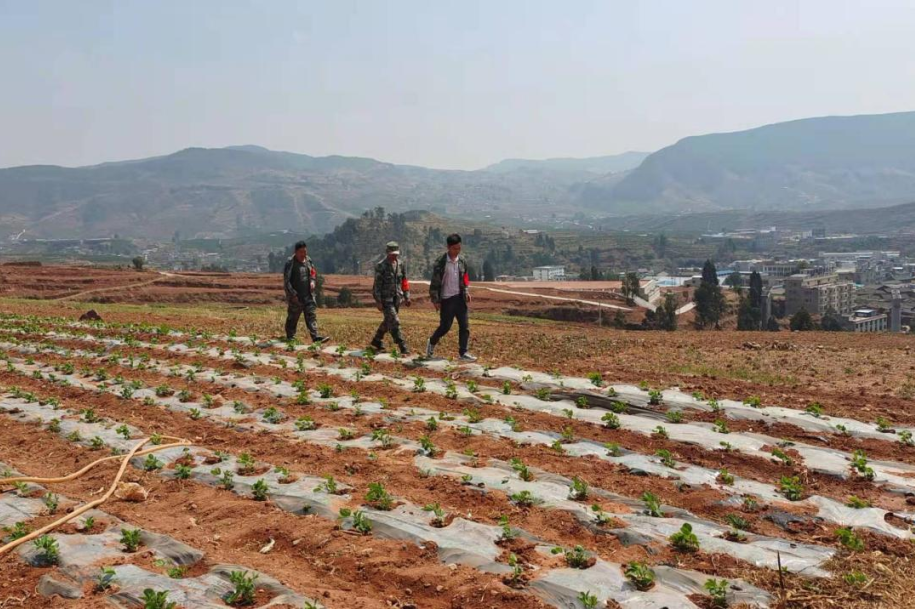 会东姜州镇组织开展毒品原植物踏查工作-会东网