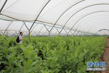 川滇明珠|会东体验安宁河谷流域现代农业发展插图