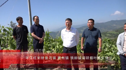会东资讯：环江红到鲹鱼河镇 姜州镇 铁柳镇调研烟叶受灾情况-会东网