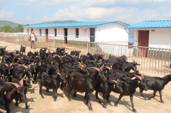 川滇明珠|会东探索农业发展新路径,找到乡村振兴的“财富密码插图1 川滇明珠|会东探索农业发展新路径,找到乡村振兴的“财富密码插图1