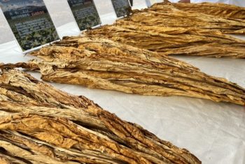 川滇明珠|会东探索农业发展新路径,找到乡村振兴的“财富密码插图3 川滇明珠|会东探索农业发展新路径,找到乡村振兴的“财富密码插图3