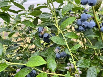 川滇明珠|会东探索农业发展新路径,找到乡村振兴的“财富密码插图5 川滇明珠|会东探索农业发展新路径,找到乡村振兴的“财富密码插图5