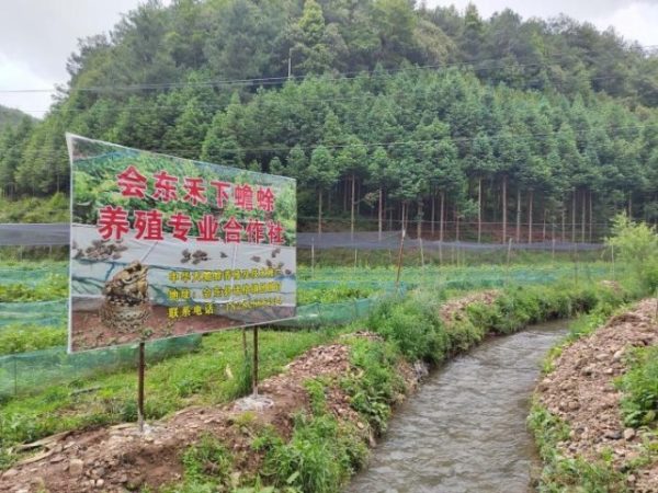 会东三农|初夏的堵格镇，植物萌动-会东网