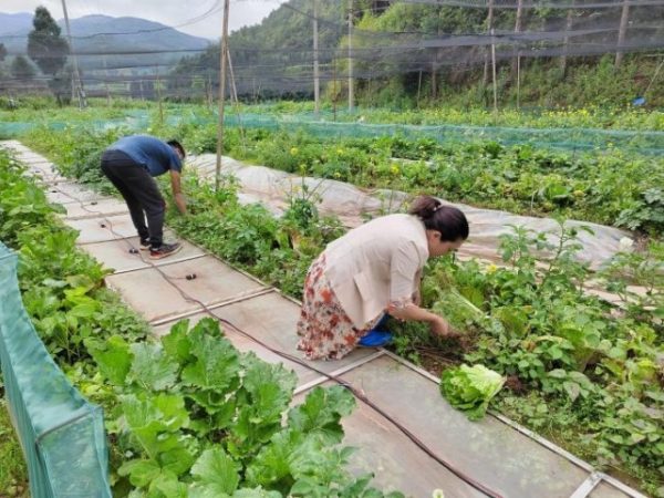 会东三农|初夏的堵格镇,植物萌动插图3 会东三农|初夏的堵格镇,植物萌动插图3