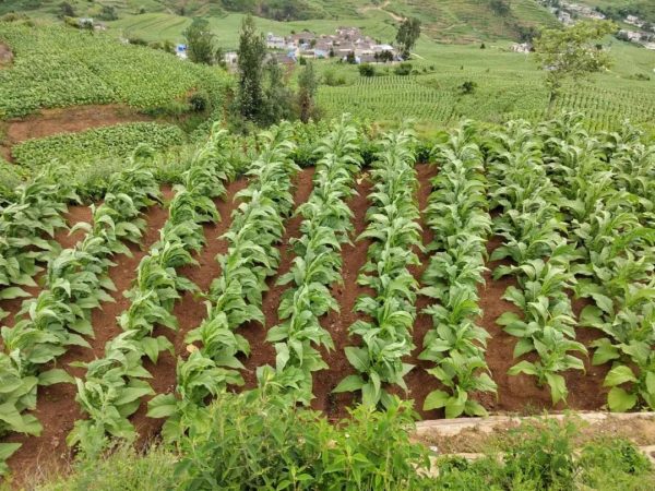 会东三农|全面推动会东高质量跨越式发展-会东网