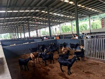 川滇明珠:会东县有两件“黑宝贝”——黑松露和黑山羊插图 川滇明珠:会东县有两件“黑宝贝”——黑松露和黑山羊插图