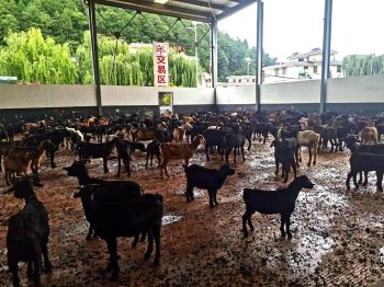 川滇明珠:会东县有两件“黑宝贝”——黑松露和黑山羊插图1 川滇明珠:会东县有两件“黑宝贝”——黑松露和黑山羊插图1