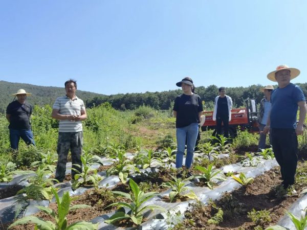 会东姜州镇深入各村田间地头督导调研烤烟中后期田管工作-会东网