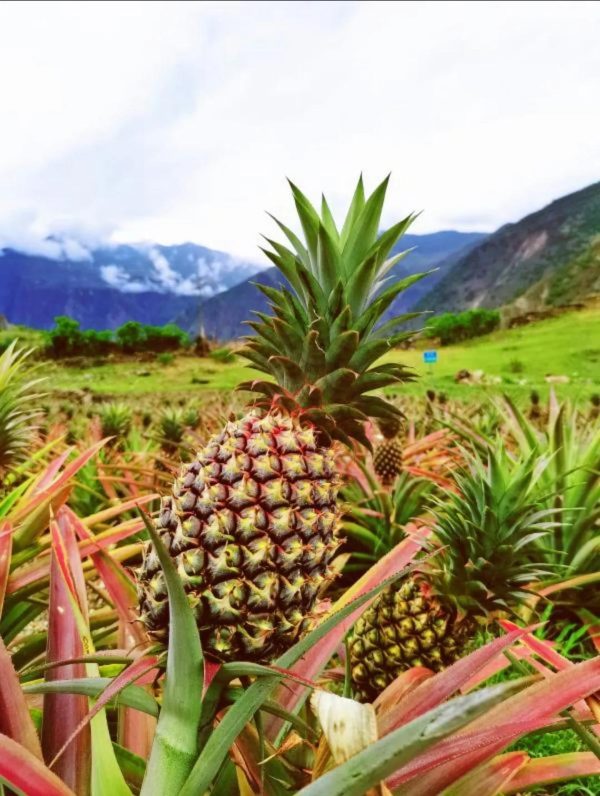 会东县乌东德镇大梨树村的热带水果凤梨上市热卖！-会东网