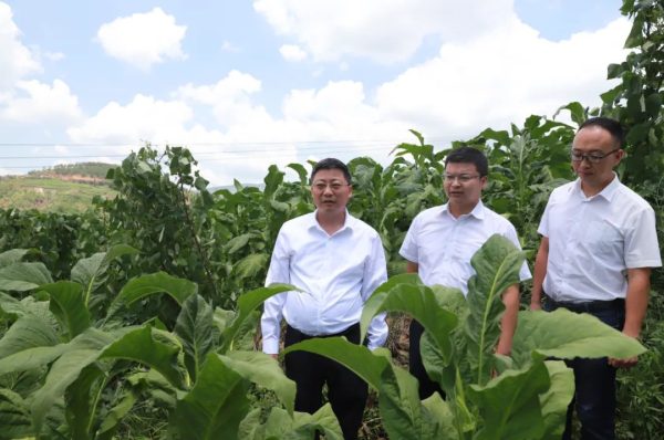 会东资讯：环江红到野租乡、嘎吉镇、乌东德镇田间地头调研-会东网