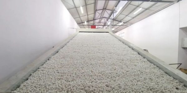 会东县大崇镇圆满完成春茧收购，产茧46862.2公斤！插图