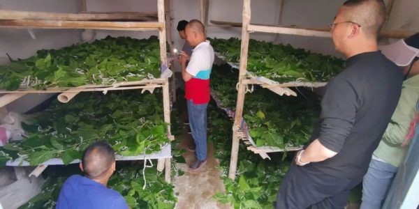 会东县大崇镇圆满完成春茧收购，产茧46862.2公斤！插图3