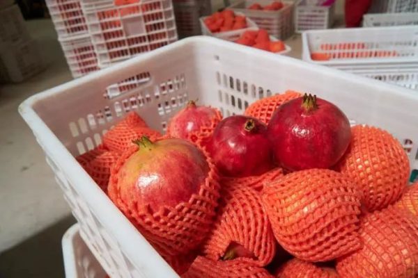 会东县姜州镇山北村:万亩软籽石榴换“新颜”插图1 会东县姜州镇山北村:万亩软籽石榴换“新颜”插图1