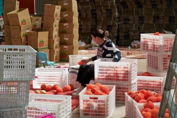 会东县姜州镇山北村:万亩软籽石榴换“新颜”插图3 会东县姜州镇山北村:万亩软籽石榴换“新颜”插图3