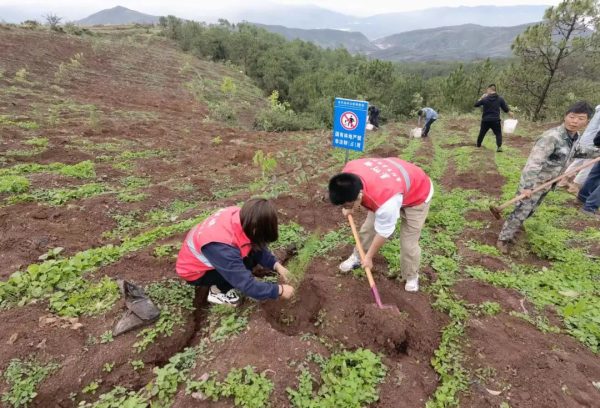 姜州镇开展整治毁林开荒义务造林活动插图3