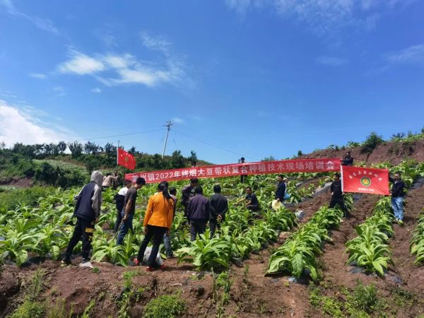 会东姜州召开2022年烤烟大豆带状复合种植技术培训会插图