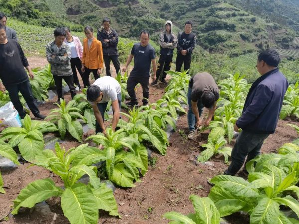 会东姜州召开2022年烤烟大豆带状复合种植技术培训会插图1
