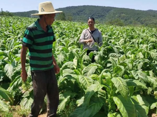 会东姜州镇深入各村田间地头督导调研烤烟中后期田管工作插图3 会东姜州镇深入各村田间地头督导调研烤烟中后期田管工作插图3