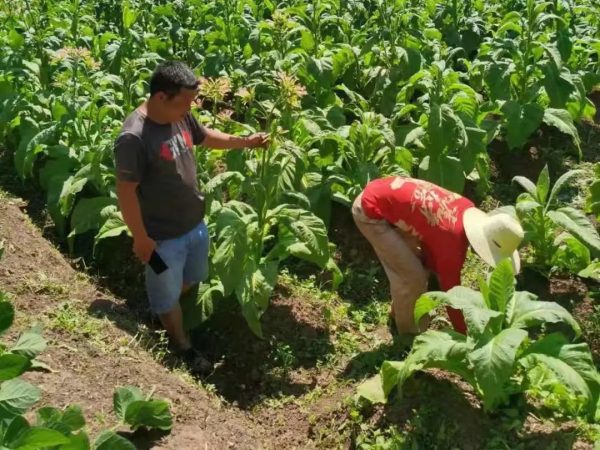 会东姜州镇深入各村田间地头督导调研烤烟中后期田管工作插图4 会东姜州镇深入各村田间地头督导调研烤烟中后期田管工作插图4