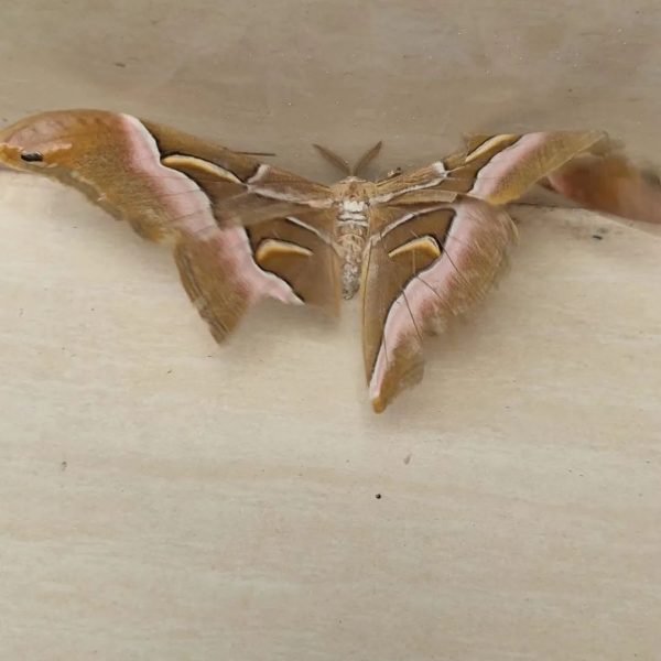 会东县鯵鱼河镇发现一只疑似受伤的猫头鹰插图