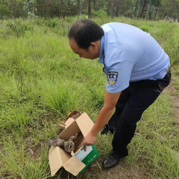 会东县鯵鱼河镇发现一只疑似受伤的猫头鹰插图3
