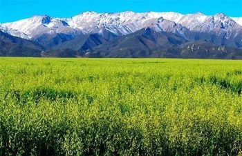 会东资讯|燕麦酒是会东地区数百年来的酿造习俗与传插图2 会东资讯|燕麦酒是会东地区数百年来的酿造习俗与传插图2