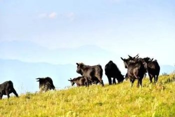 会东资讯|燕麦酒是会东地区数百年来的酿造习俗与传插图4 会东资讯|燕麦酒是会东地区数百年来的酿造习俗与传插图4