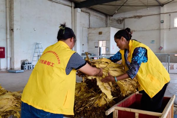 川滇明珠官网|会东县2022年烟叶收购工作正式拉开序幕!插图7 川滇明珠官网|会东县2022年烟叶收购工作正式拉开序幕!插图7