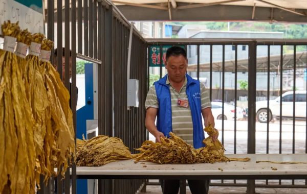 川滇明珠官网|会东县2022年烟叶收购工作正式拉开序幕!插图6 川滇明珠官网|会东县2022年烟叶收购工作正式拉开序幕!插图6