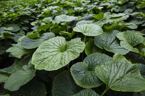 会东资讯网|会东县新街镇海光村山葵产业供不应求！-会东网