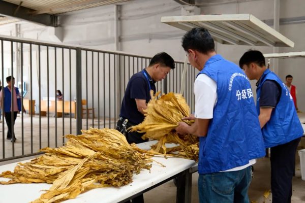 川滇明珠官网|会东县2022年烟叶收购工作正式拉开序幕！-会东网