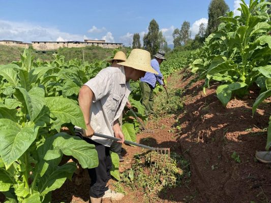 会东县嘎吉村:极端气候下的烟叶种植田管插图 会东县嘎吉村:极端气候下的烟叶种植田管插图