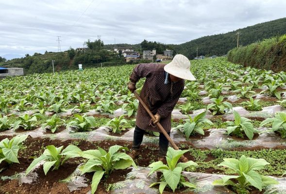 会东县嘎吉村:极端气候下的烟叶种植田管插图1 会东县嘎吉村:极端气候下的烟叶种植田管插图1