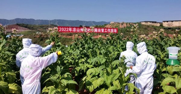 会东县嘎吉村:极端气候下的烟叶种植田管插图2 会东县嘎吉村:极端气候下的烟叶种植田管插图2